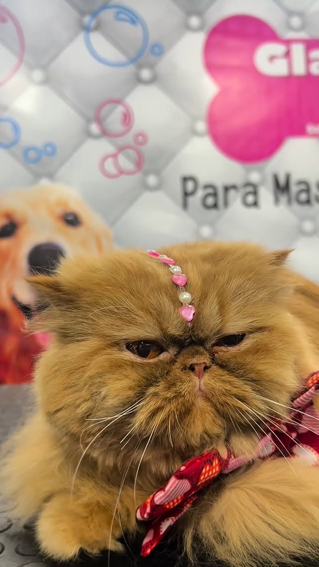 Instalaciones de GLAMOUR PETS EC
